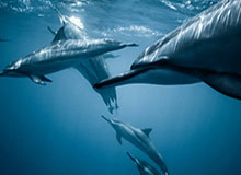 Kaiyun云端生活新篇